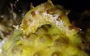 Feeding on soft coral, May 2005; Photo: B. & S. Koretz; see note in Sea Slug forum